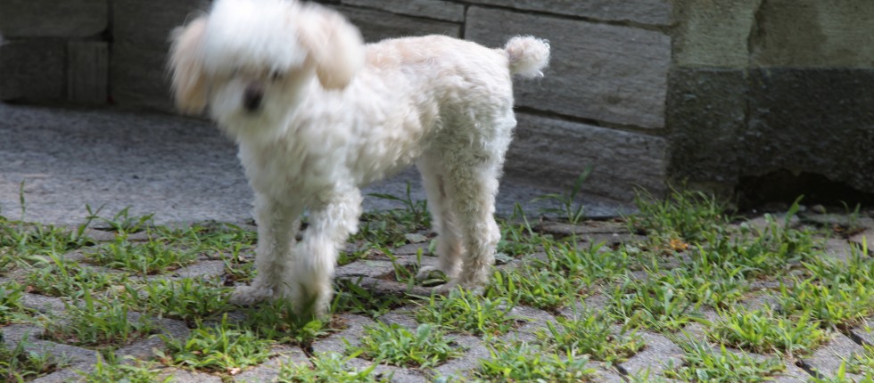 Pericoloso cane da guardia del beb 
Nella struttura sono ammessi animali